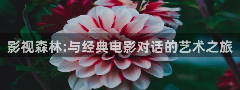 大地影视视频：影视森林:与经典电影对话的艺术之旅